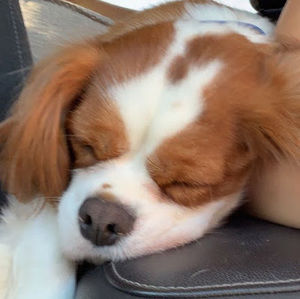 Meet your Posher, Caroline